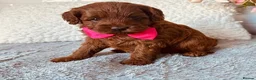 Cavalier King Charles Spaniel dogs for sale: Ready to bring home! Cavapoos perfect companion in Reading - Advert 6