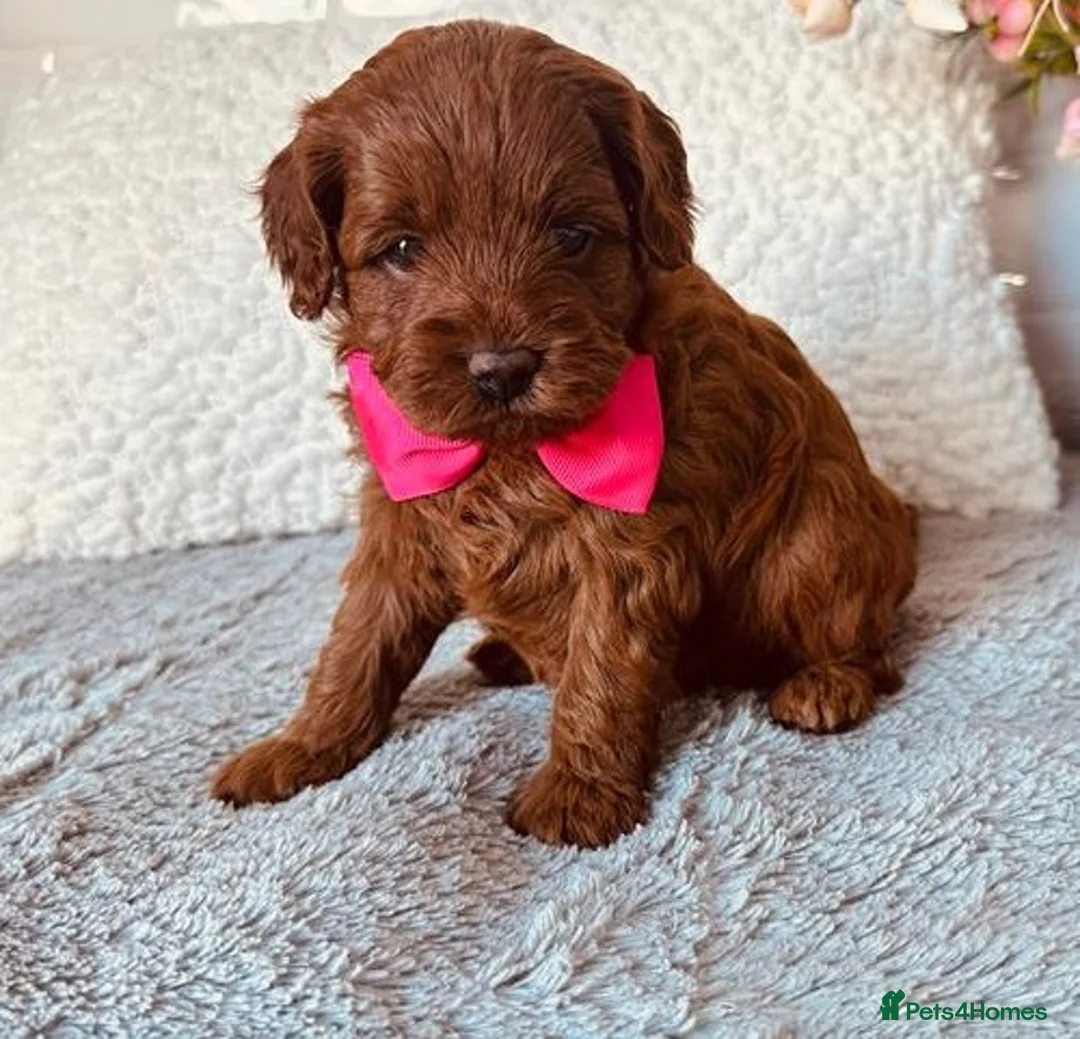 Cavalier King Charles Spaniel dogs for sale: Ready to bring home! Cavapoos perfect companion in Reading - Advert 6