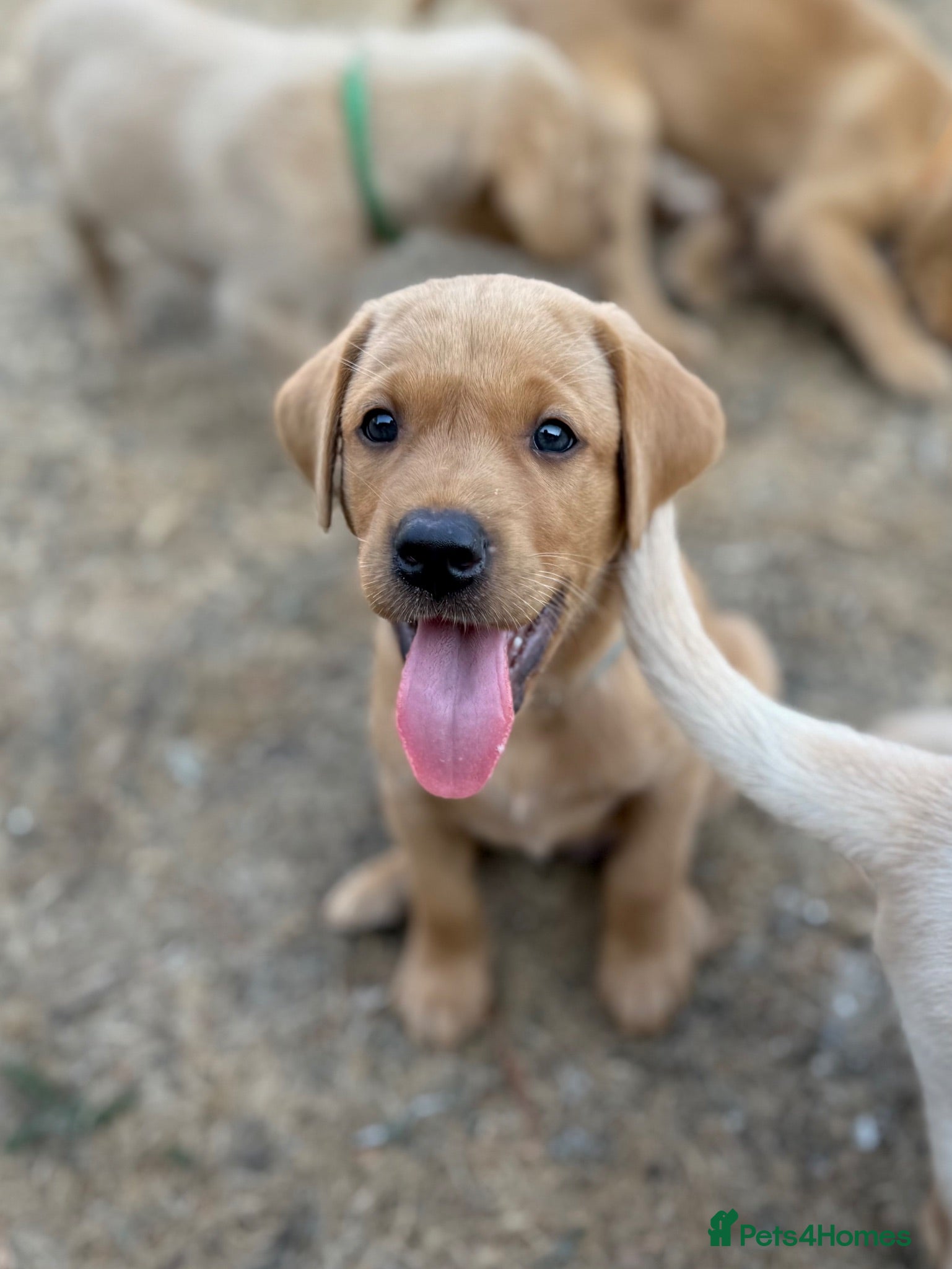 Labrador Retriever dogs KC Registered Working Labrador Puppies 🐾 - Advert 1