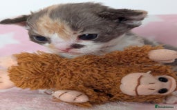 Devon Rex cats for sale: 🌼Curly, gorgeous Devon Rex Kittens available  - Image 9