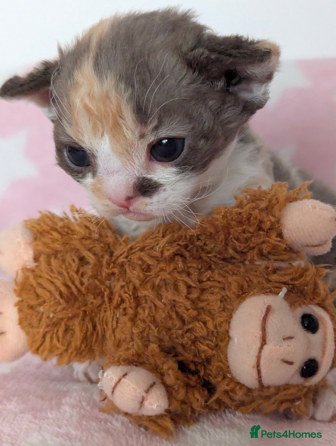 Devon Rex cats for sale: 🌼Curly, gorgeous Devon Rex Kittens available  - Image 9