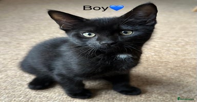Bombay cats - Advert 8