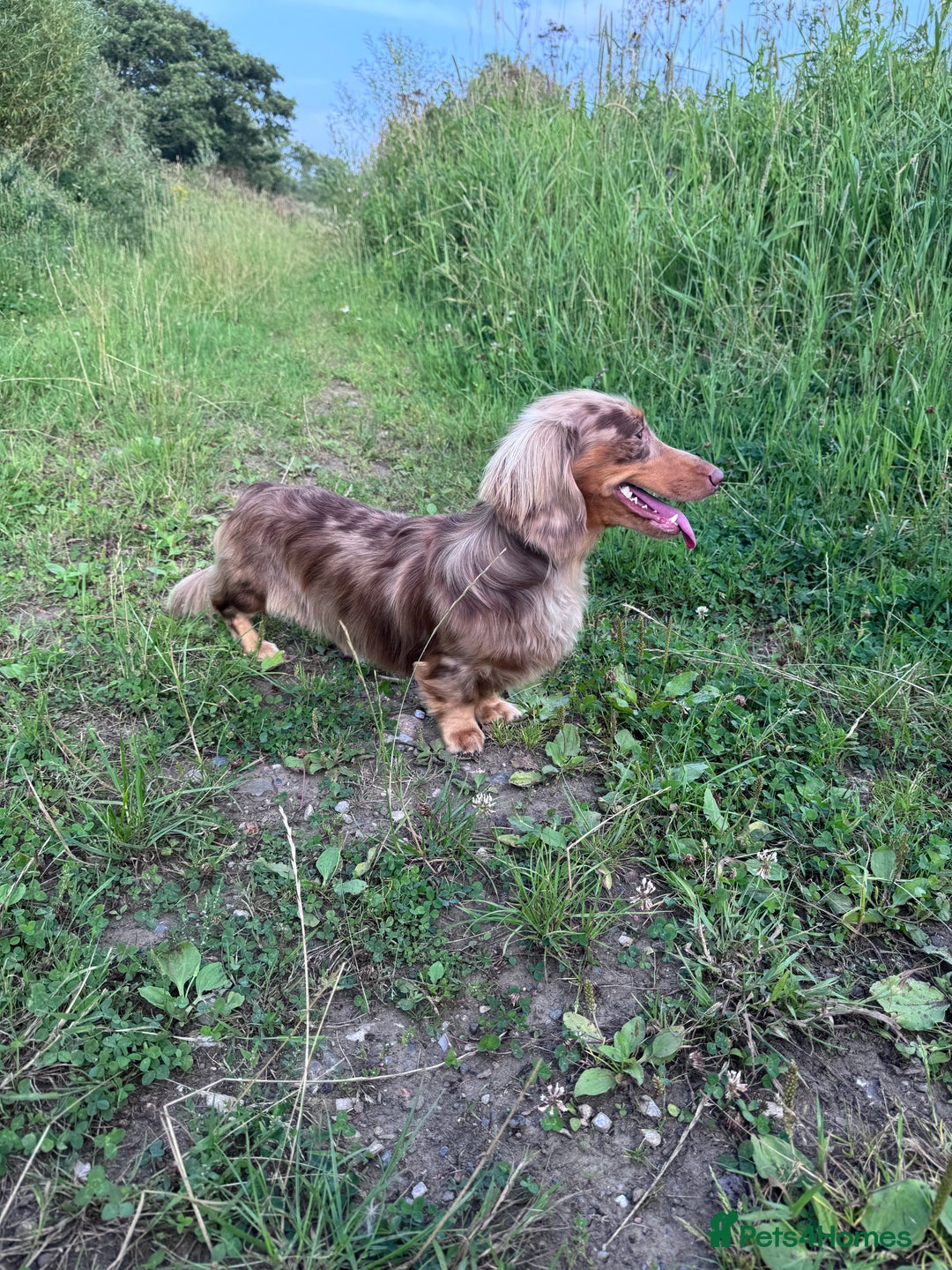 Dachshund dogs for stud: Chocolate Dapple Long-Haired Dachshund stud - Image 11