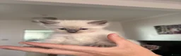 Ragdoll cats for sale: Bluepoint ragdolls for sale  in Liverpool - Advert 13