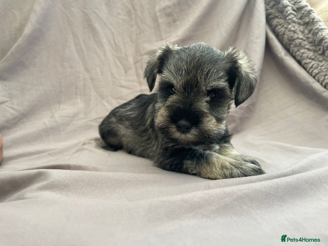 Miniature Schnauzer dogs for sale: miniature schnauzer  - Advert 2