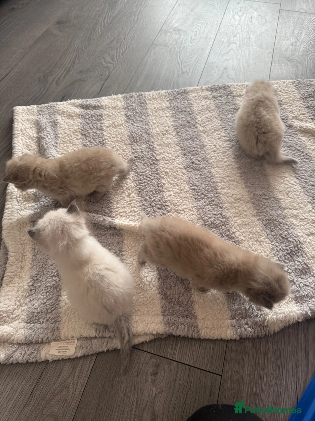 Ragdoll cats for sale: Beautiful ragdoll kittens  - Advert 2