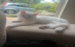 Turkish Angora cats for sale: Beautiful Turkish angora 12 weeks old - Image 3