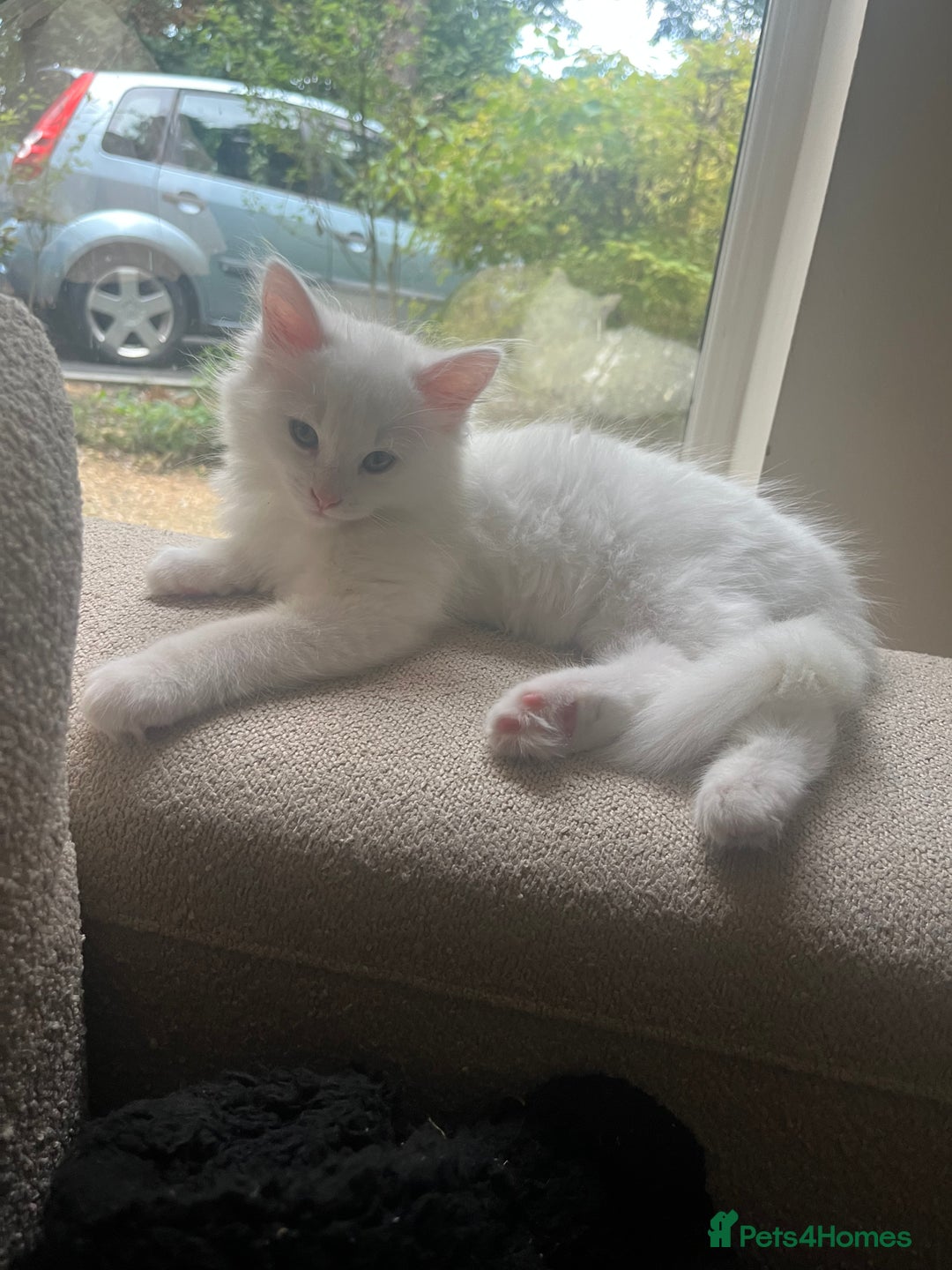 Turkish Angora cats for sale: Beautiful Turkish angora 12 weeks old - Image 3