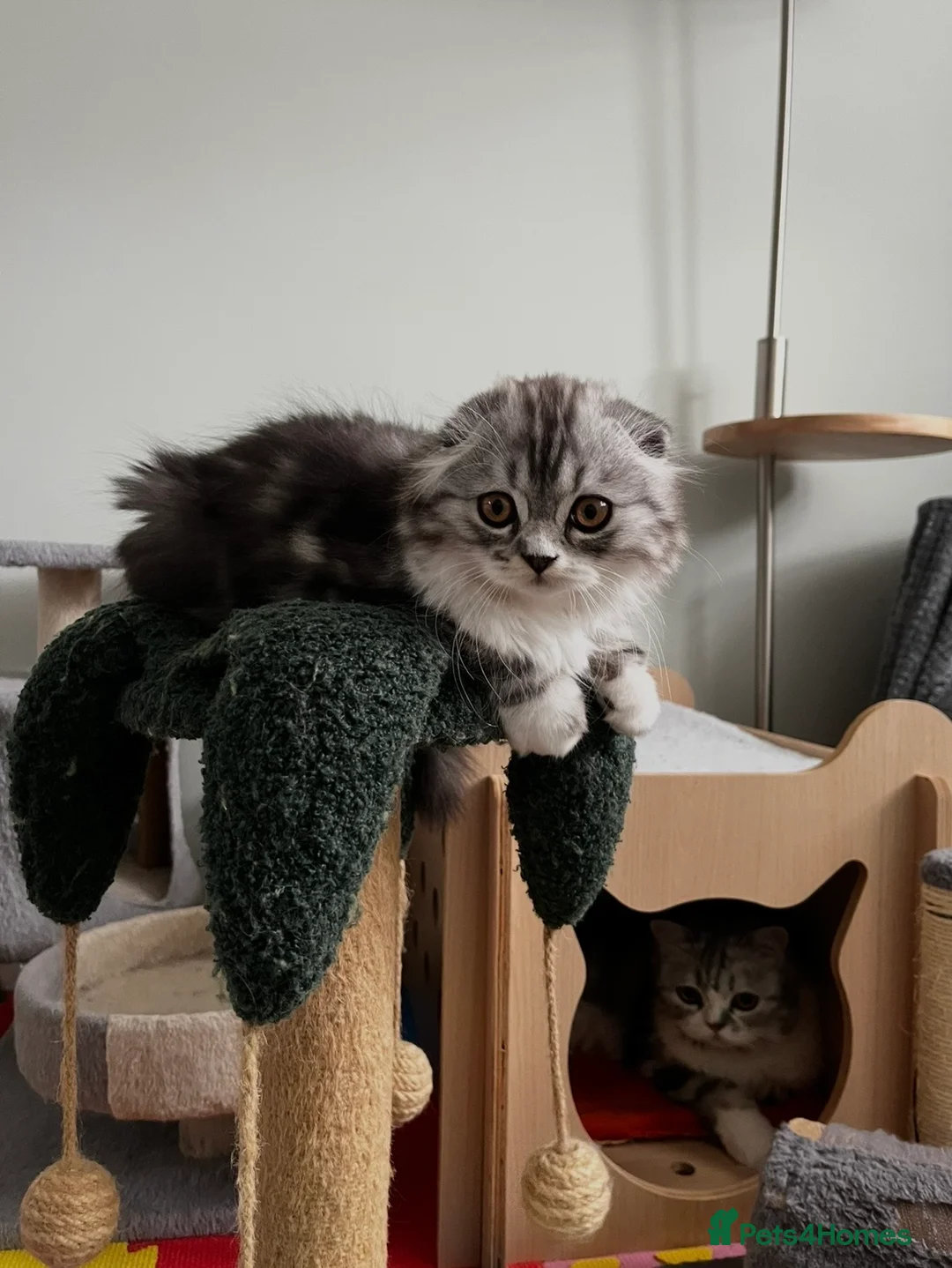 Scottish Fold cats for sale: Scottish Fold/Straight TICA pedigree - Advert 2
