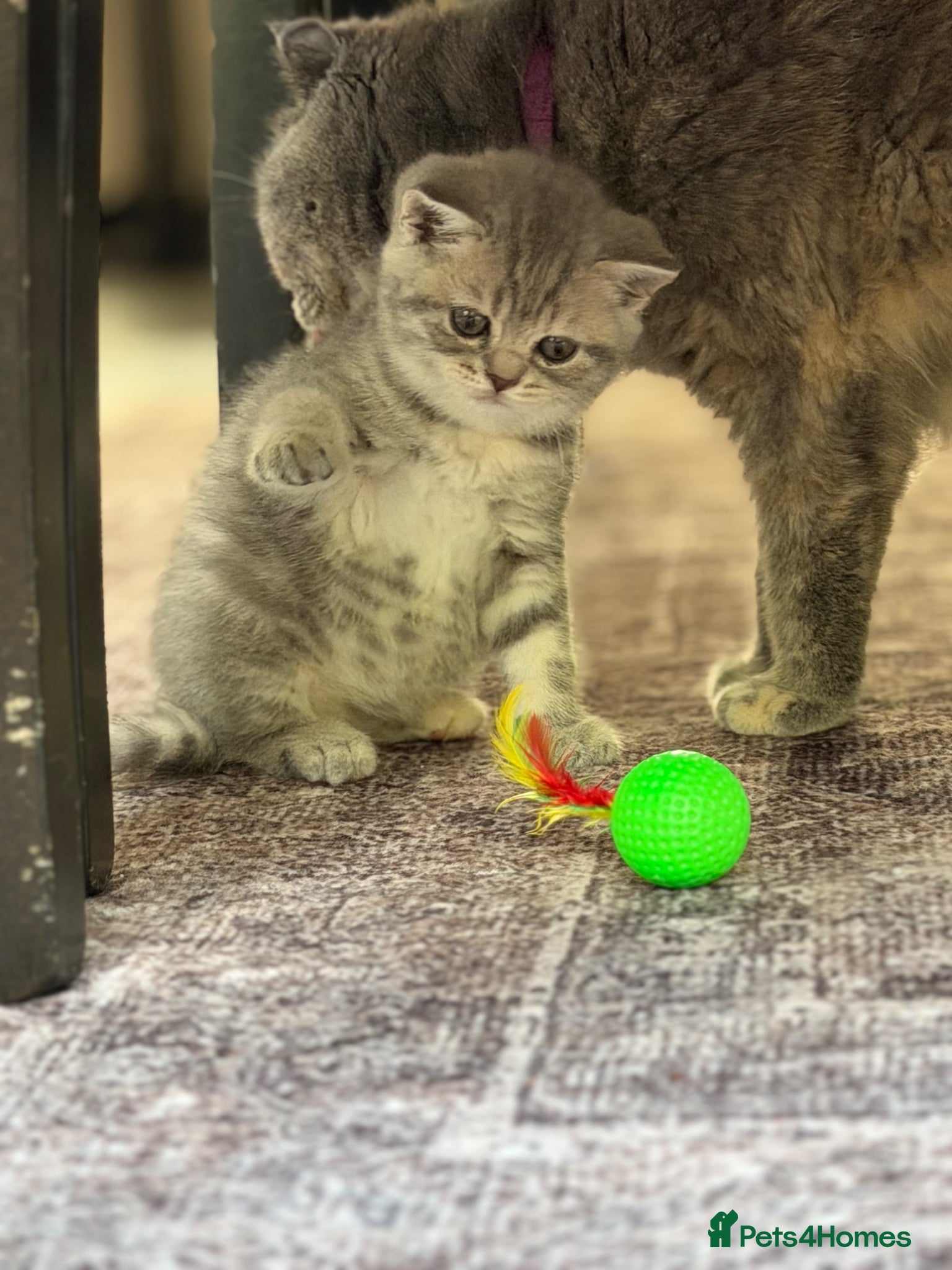 Scottish Fold cats for sale: Beautiful Scottish Fold Kittens Ready From 10/06 in Leatherhead - Advert 9