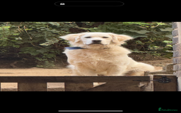 Golden Retriever dogs for sale: Fluffy, teddy bear, Kc Reg Golden Retriever Boy - Image 2