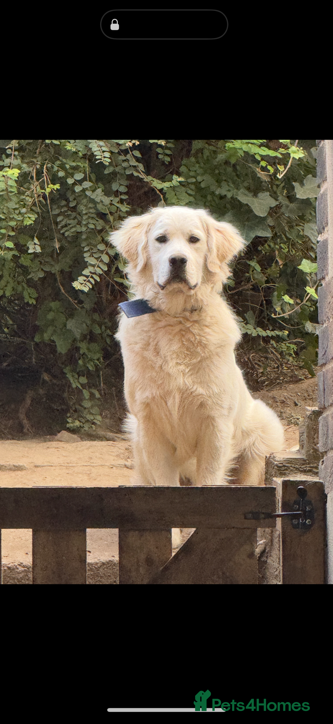 Golden Retriever dogs for sale: Fluffy, teddy bear, Kc Reg Golden Retriever Boy - Image 2