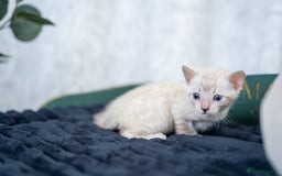Bengal cats for sale: 3 Snow Bengal Boys-Gorgeous-TICA-Ready in November - Image 29