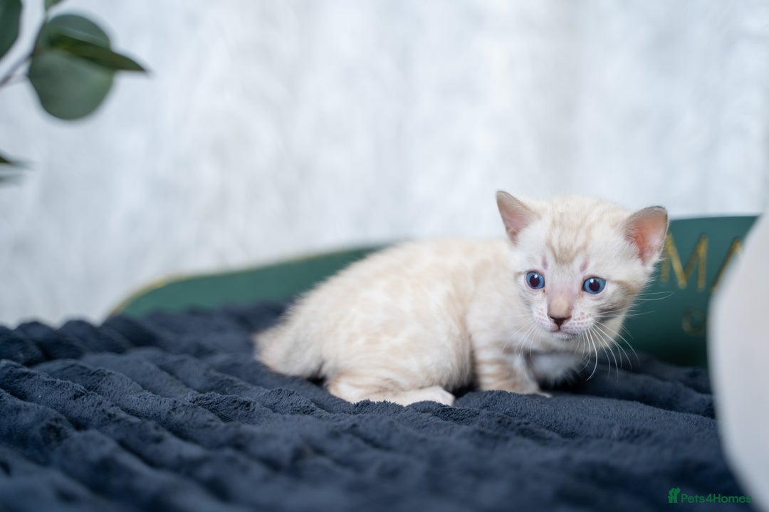 Bengal cats for sale: 3 Snow Bengal Boys-Gorgeous-TICA-Ready in November - Image 29