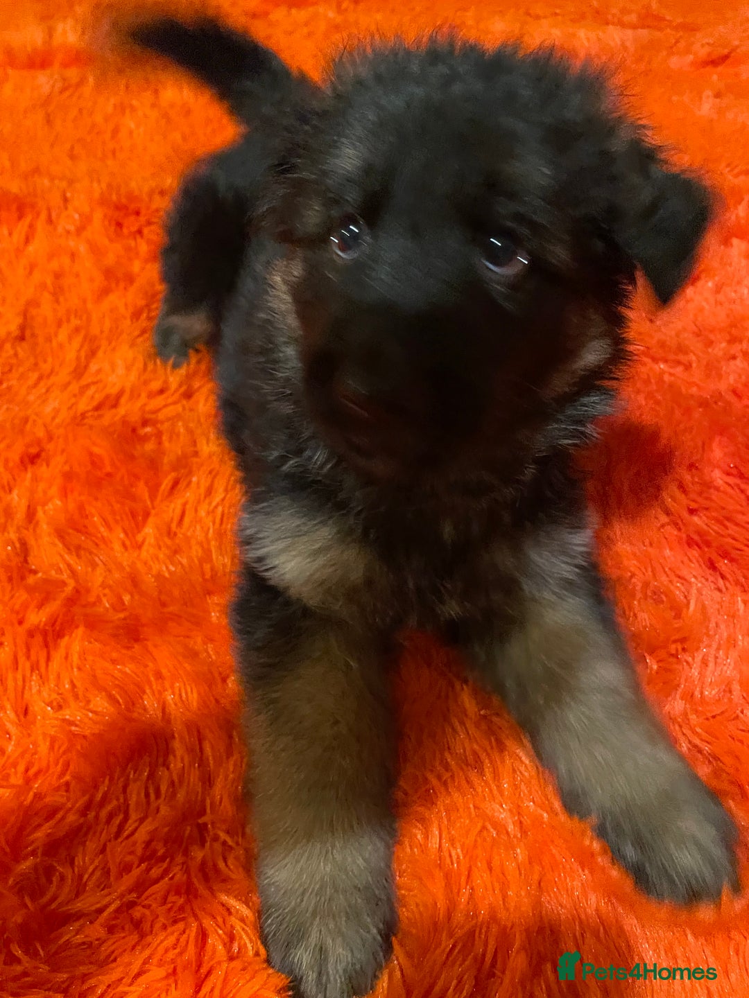 German Shepherd dogs for sale: Stunning longcoat German Shepherd puppies - Image 15