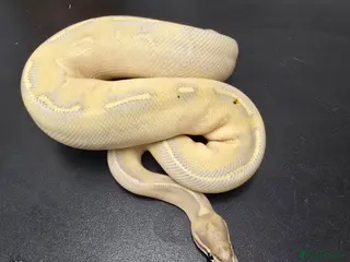 Snake reptiles Highway - Advert 3