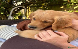 Golden Retriever dogs for sale: 🐾 Ready Soon!! KC Golden Retriever Male Puppies - Image 19