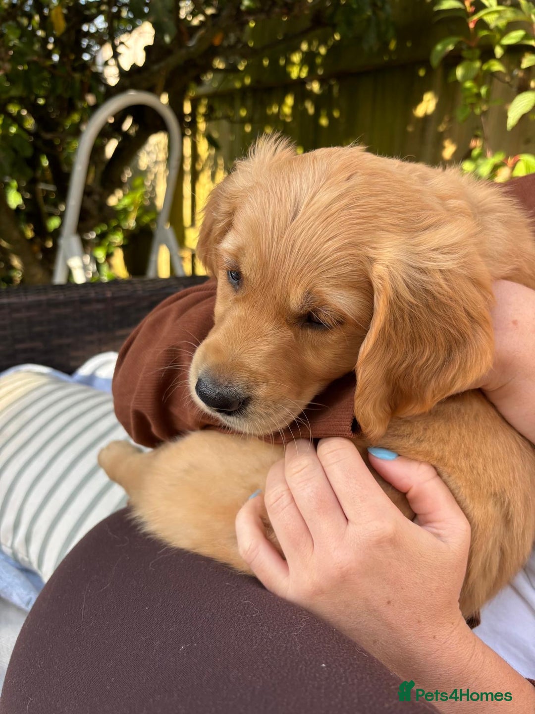 Golden Retriever dogs for sale: 🐾 Ready Soon!! KC Golden Retriever Male Puppies - Image 19