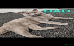 Scottish Fold cats for sale: Beautiful Scottish fold/British Shorthair Kittens! - Advert 7