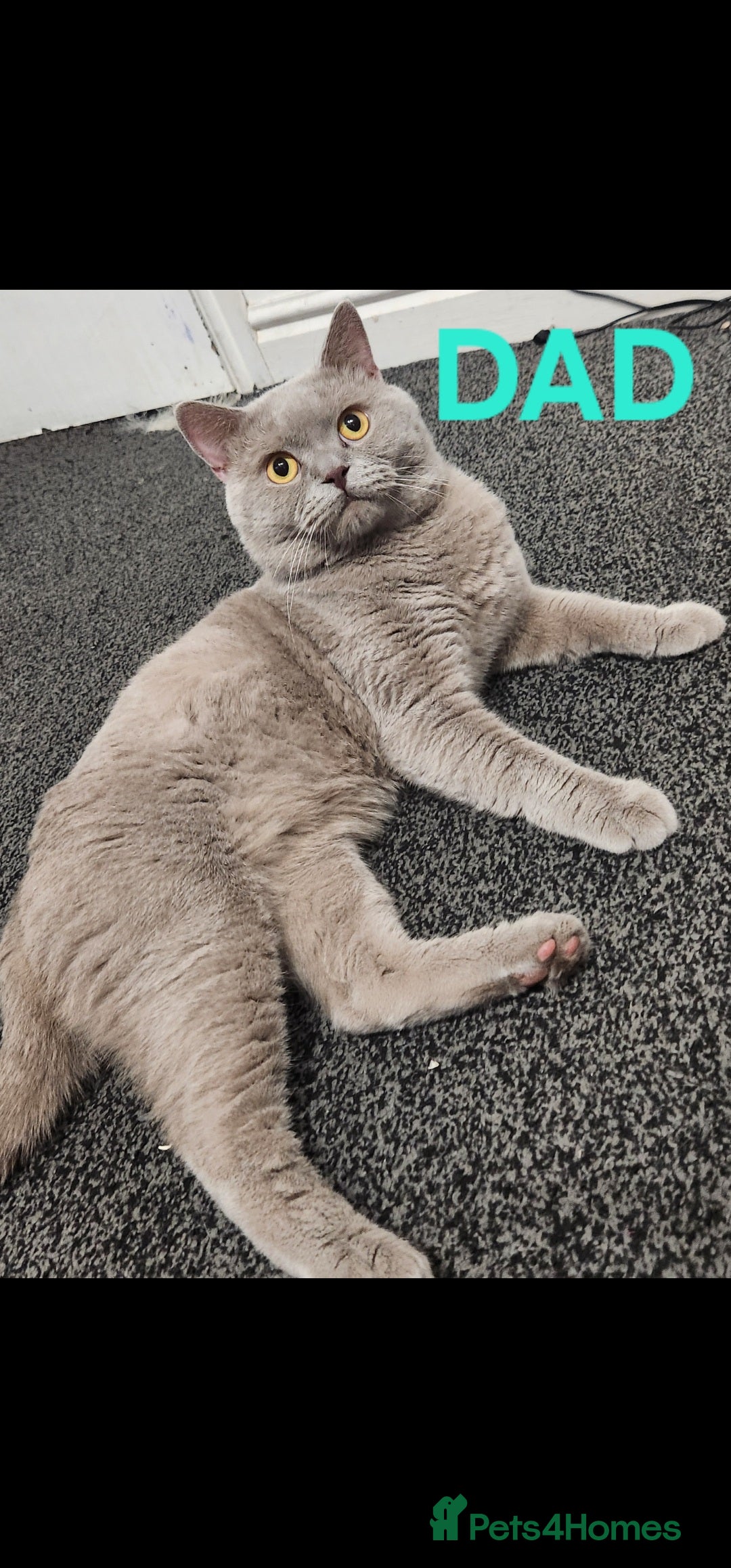 Scottish Fold cats for sale: Beautiful Scottish fold/British Shorthair Kittens! - Advert 7