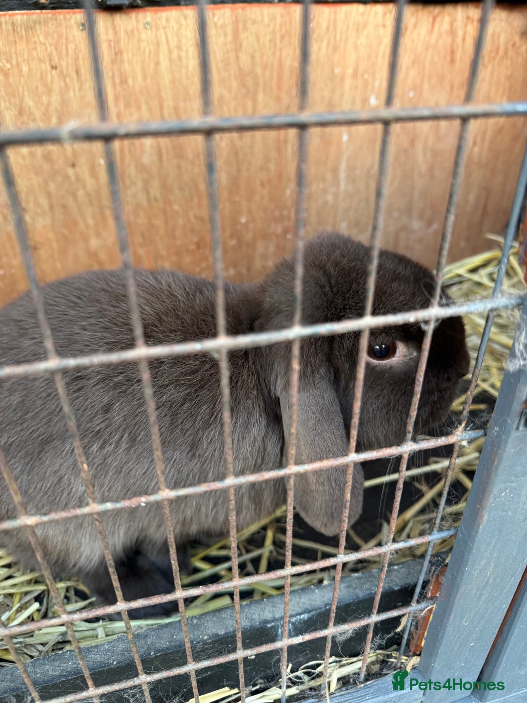 Mini Lop rabbits for sale: Mini Lop Bunny *URGENTLY NEEDS NEW HOME* - Advert 6