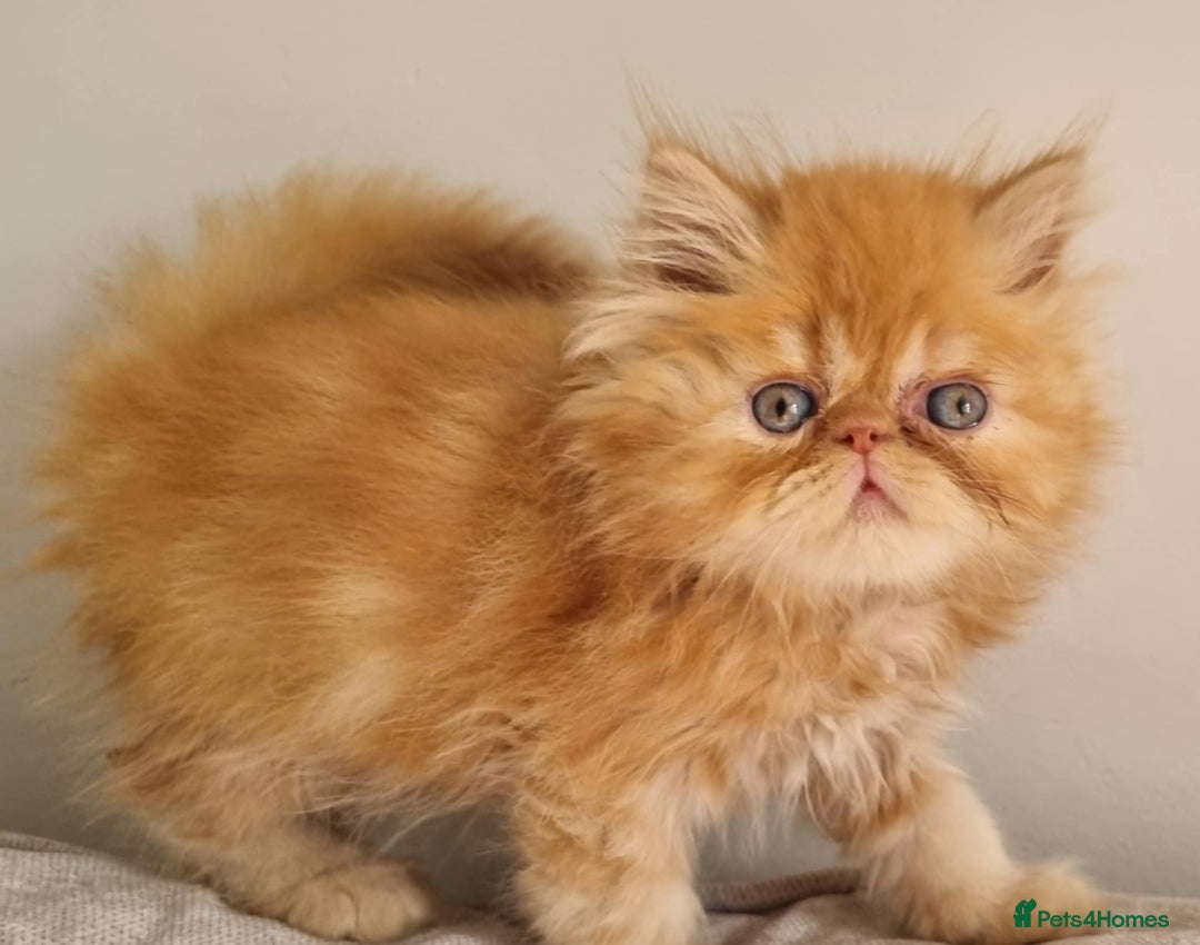 Persian cats for sale: Stunning Persian babies  - Image 3