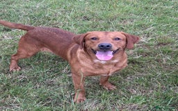 Labrador Retriever dogs for sale: Kc registered working labradors  - Image 10