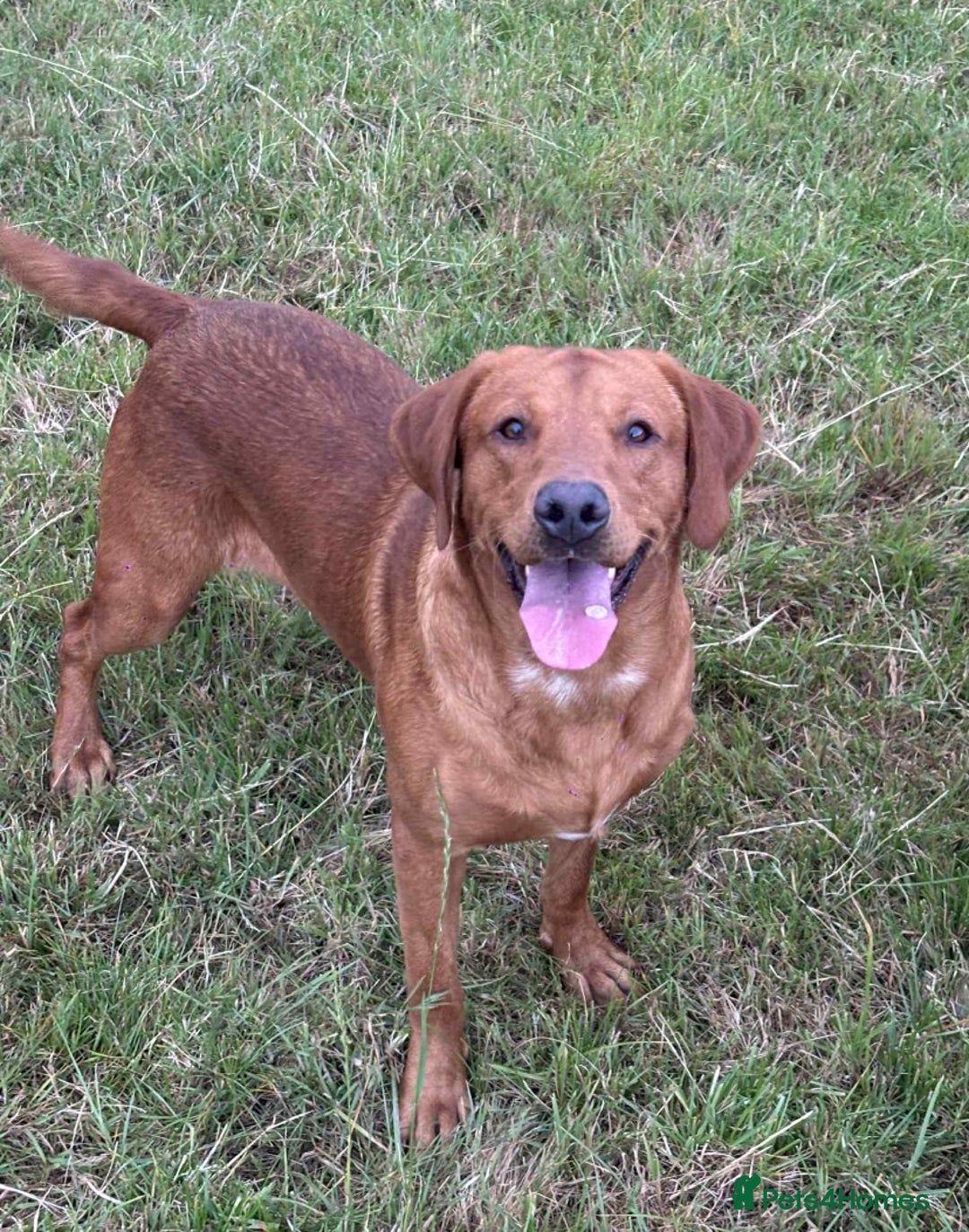 Labrador Retriever dogs for sale: Kc registered working labradors  - Image 10