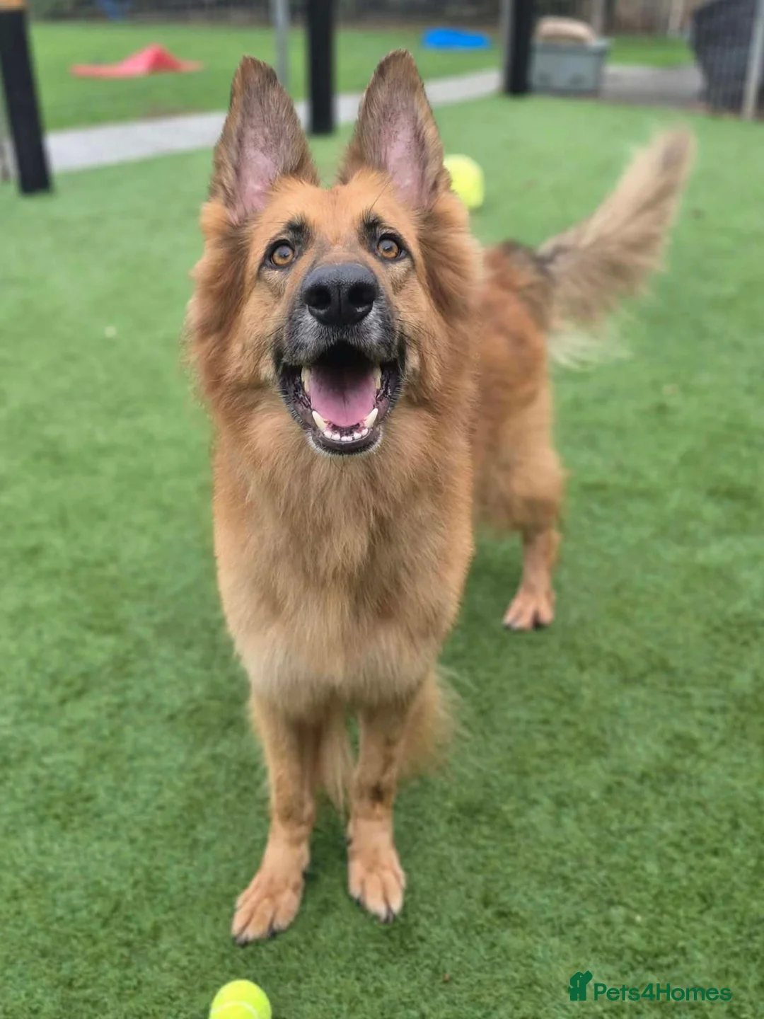 German Shepherd dogs for adoption: GANDER - 5 year old GSD - Advert 2