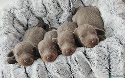 Miniature Dachshund dogs for sale: Isabella and tan miniature dachshunds - Image 2