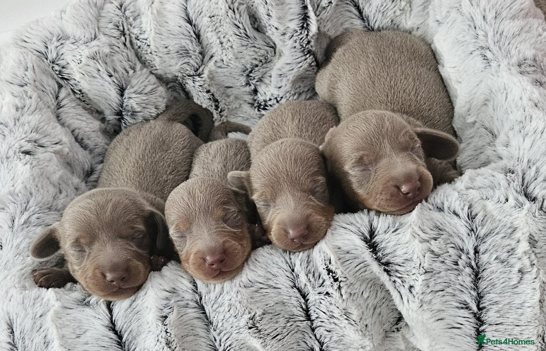 Miniature Dachshund dogs for sale: Isabella and tan miniature dachshunds - Image 2
