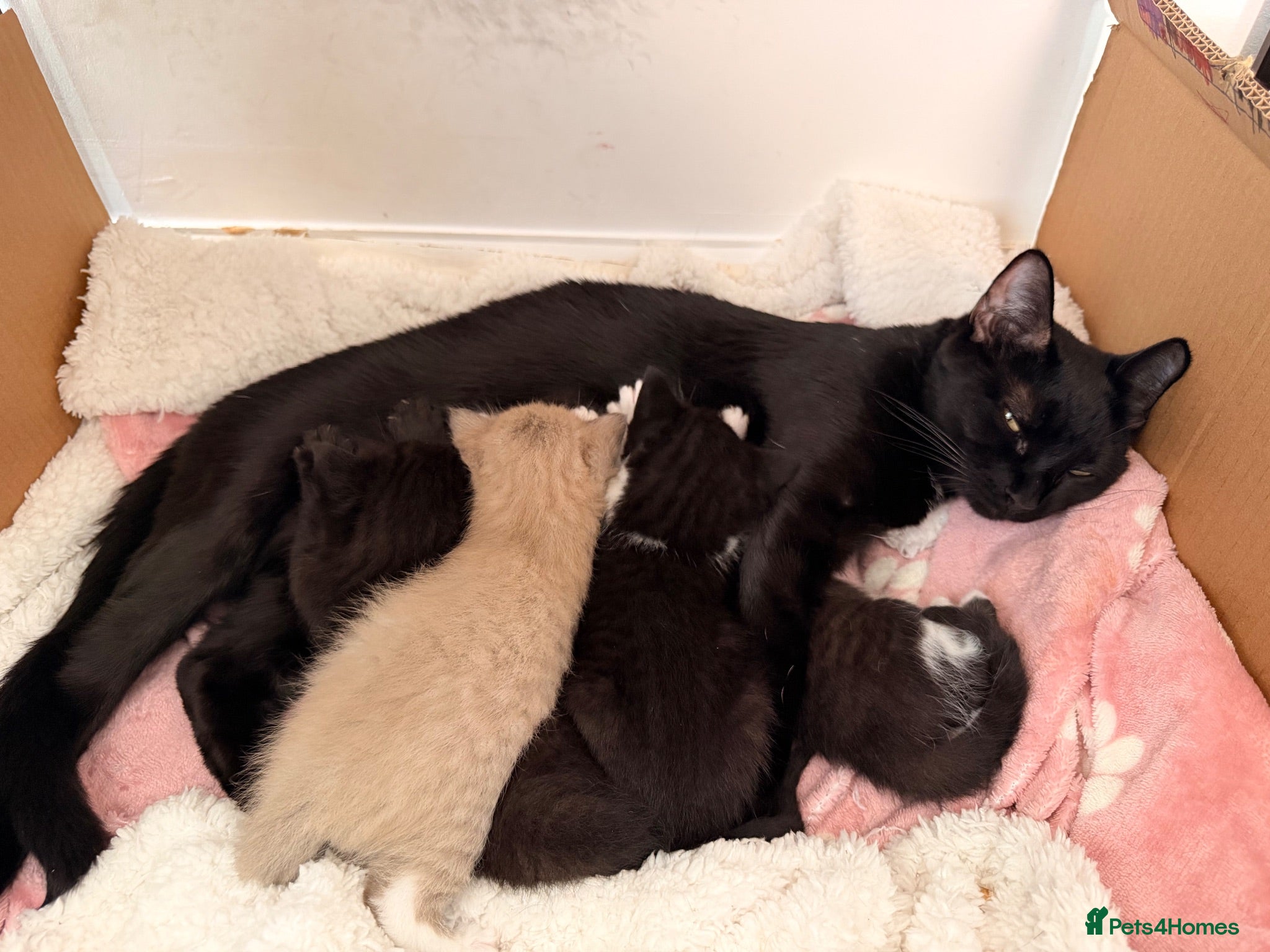 Mixed Breed cats 2 female kittens left READY 06/08 - Advert 1