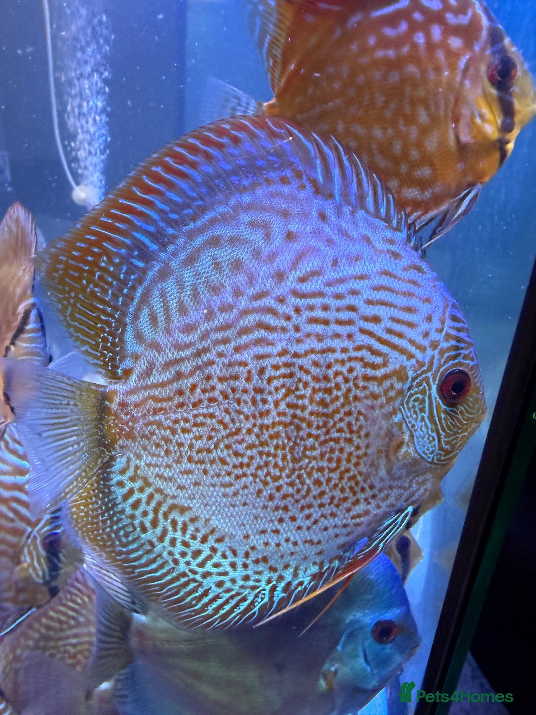 Discus fish for sale: Discus fish - Image 8