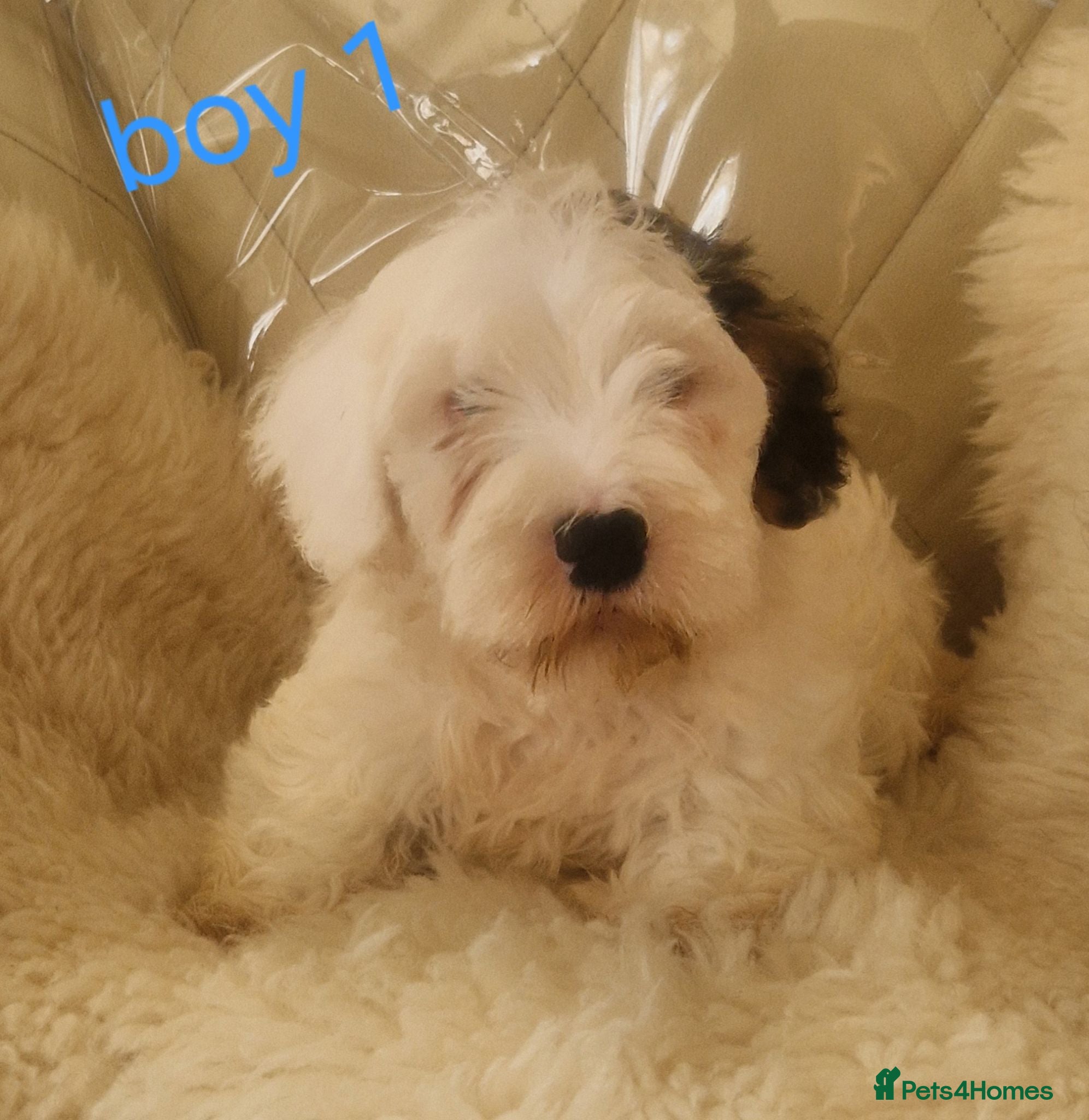 Sealyham Terrier dogs 🐕🐕 4 adorable sealyham terrier puppies 🐕🐕 - Advert 2