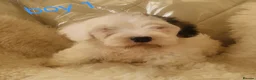 Sealyham Terrier dogs for sale: 🐕🐕 4 adorable sealyham terrier puppies 🐕🐕 - Advert 2