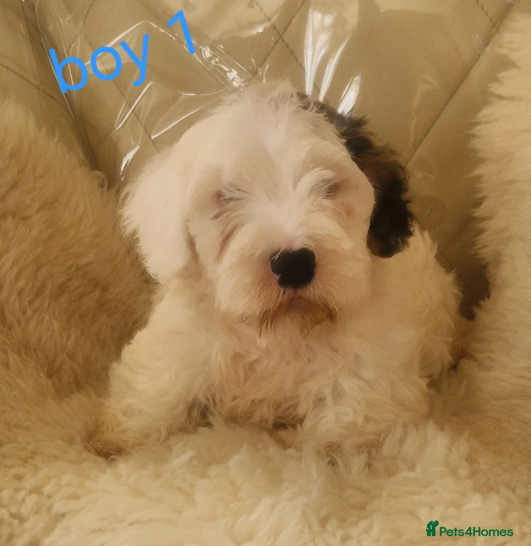 Sealyham Terrier dogs for sale: 🐕🐕 4 adorable sealyham terrier puppies 🐕🐕 - Advert 2