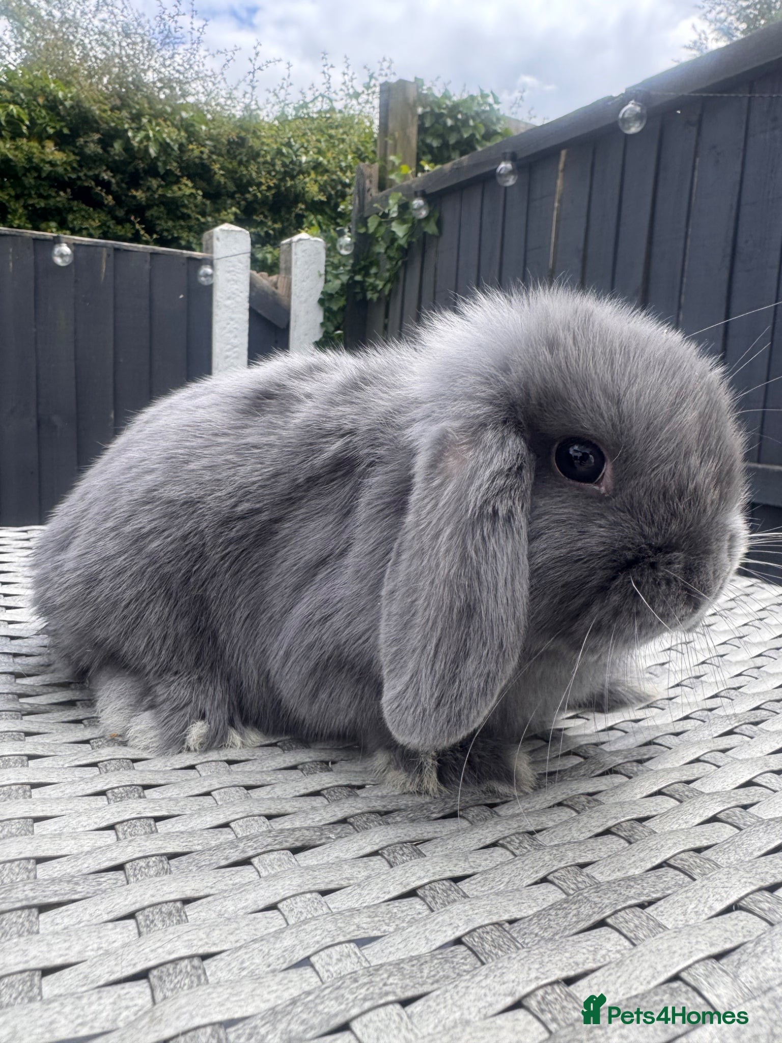 Mini Lop rabbits Mini Lop Bunnies - Advert 16
