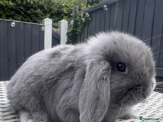 Mini Lop rabbits Mini Lop Bunnies - Advert 16