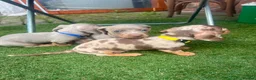 Dachshund dogs for sale: ❤️ Miniature Dachshund Puppies for Sale 🐾 - Advert 12