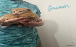 Mixed Breed cats for sale: Gorgeous kittens for sale - Image 22