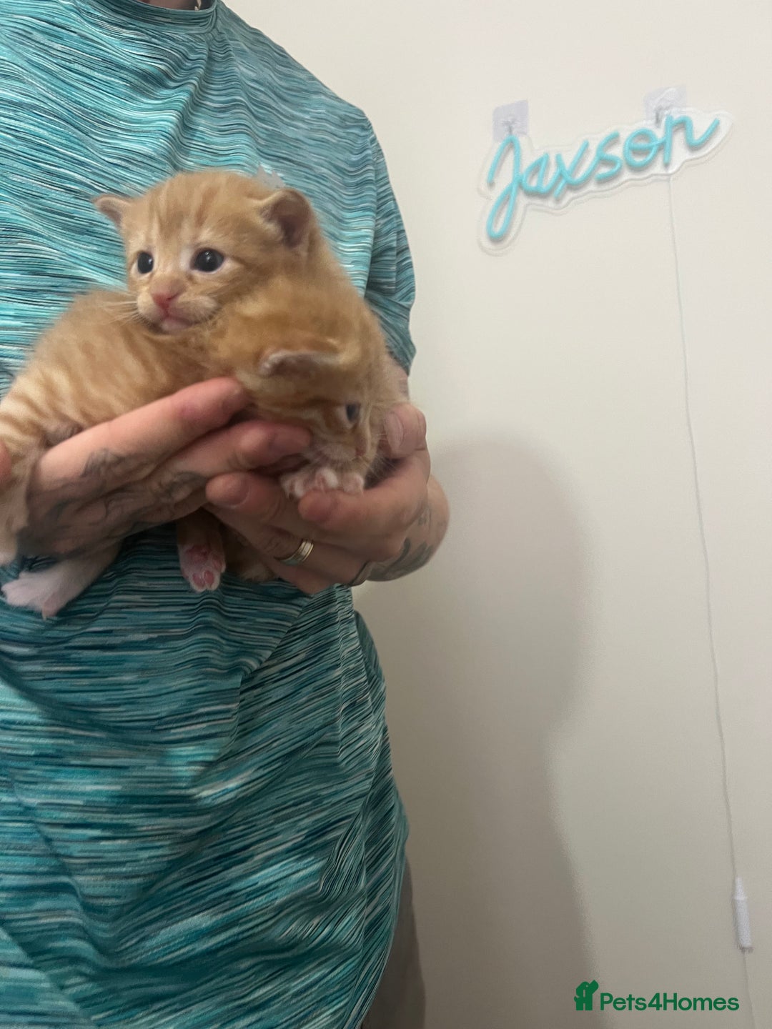 Mixed Breed cats for sale: Gorgeous kittens for sale - Image 22