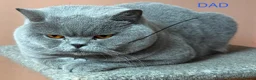 British Shorthair cats for sale: Full Pedigree British Blue Shorthair Kittens - Advert 11