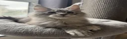 Maine Coon cats for sale: 🐾Three Beautiful Pedigree Maine Coon Boys🐾 - Advert 11