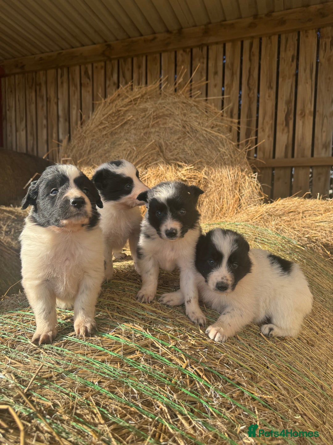 Border Collie dogs for sale: Very cute Border Collie Pups From Working Dogs - Advert 18