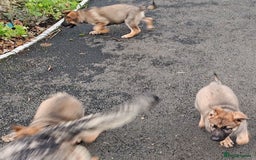 German Shepherd dogs for sale: German Shepherd Puppies - Advert 3