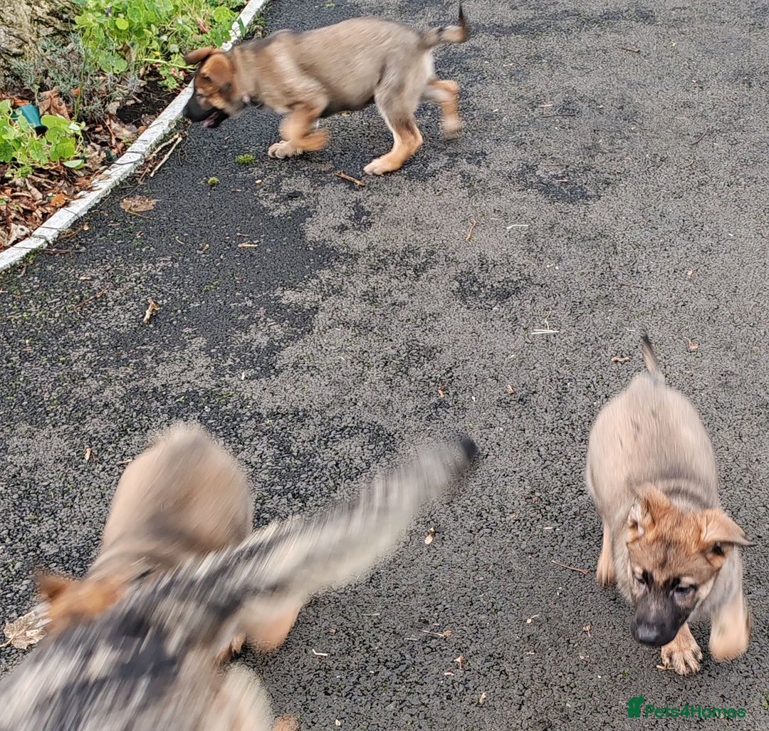German Shepherd dogs for sale: German Shepherd Puppies - Advert 3