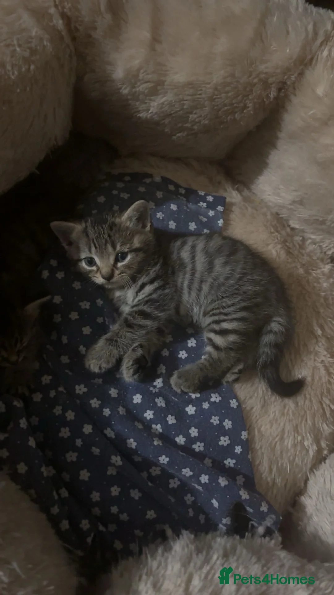 Mixed Breed cats for sale: Male Tabby Kitten 🐾 - Advert 2