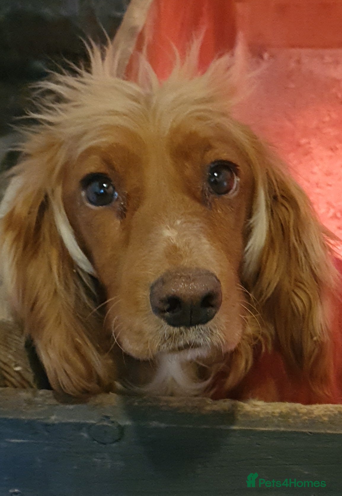 Bonnie