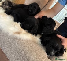Cocker Spaniel dogs Beautiful Cocker Spaniel Puppies - Advert 15