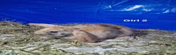 Dwarf Lop rabbits for sale: Dwarf Lops  - Advert 11